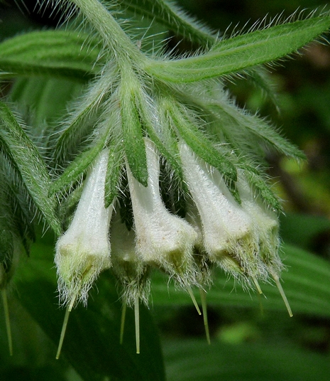 {Lithospermum occidentale}